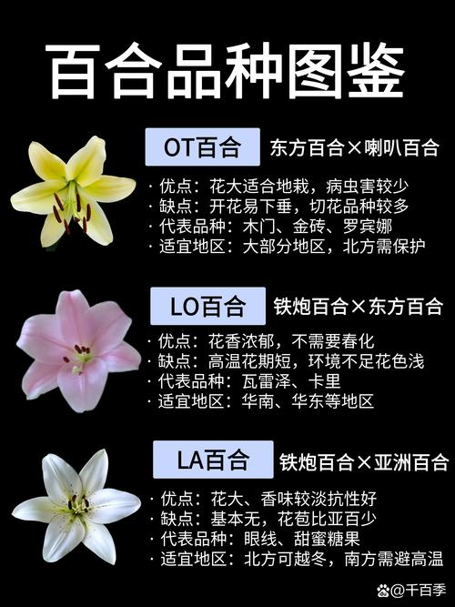 百合花的常见品种，百合花的品种大全图解