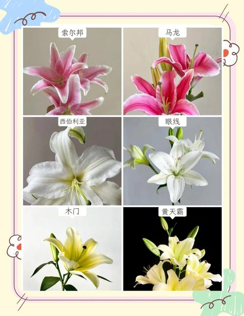 百合花的常见品种，百合花的品种大全图解-第2张图片-优品飞百科