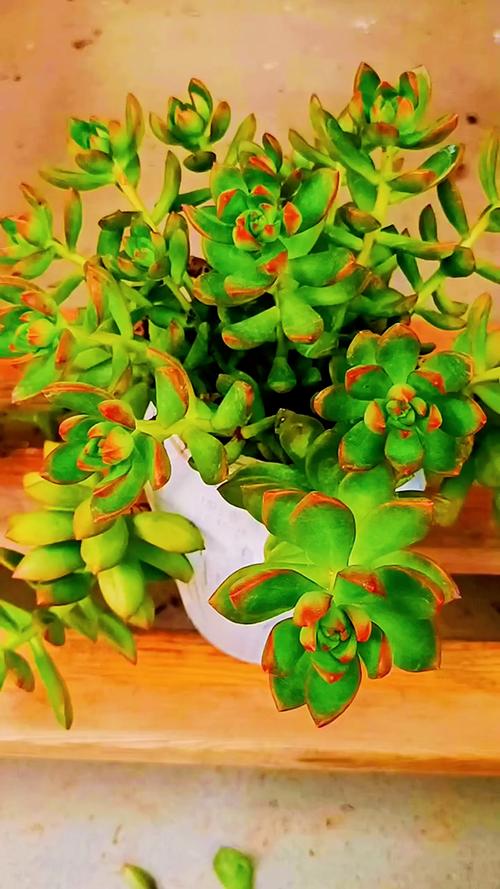 黄丽什么时候开花，黄丽怎么养爆盆？-第2张图片-优品飞百科
