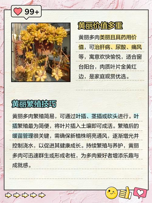 黄丽什么时候开花，黄丽怎么养爆盆？-第3张图片-优品飞百科