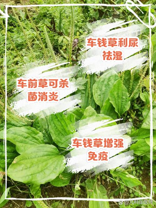 孕妇可以喝金钱草泡的水吗，金钱草泡水喝的好处？孕妇可不可以喝金钱草水？