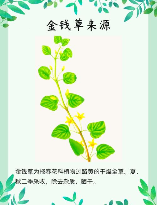 孕妇可以喝金钱草泡的水吗，金钱草泡水喝的好处？孕妇可不可以喝金钱草水？-第3张图片-优品飞百科