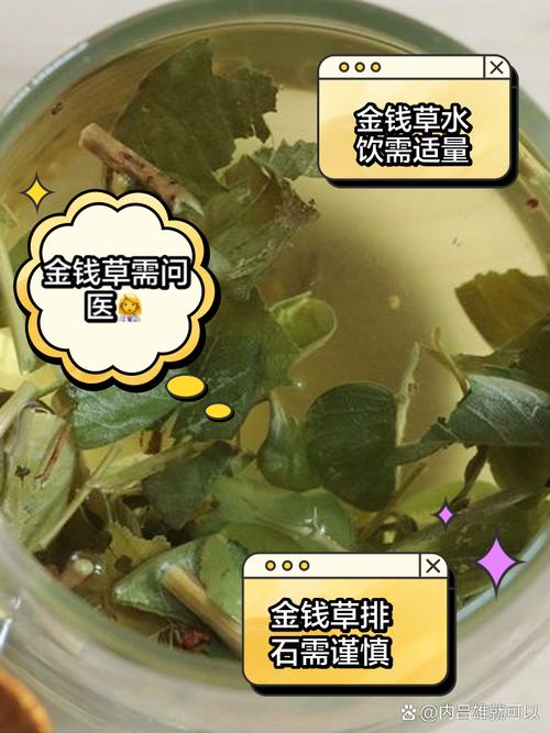 孕妇可以喝金钱草泡的水吗，金钱草泡水喝的好处？孕妇可不可以喝金钱草水？-第4张图片-优品飞百科