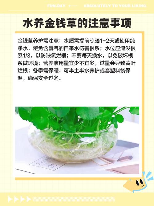 孕妇可以喝金钱草泡的水吗，金钱草泡水喝的好处？孕妇可不可以喝金钱草水？-第5张图片-优品飞百科