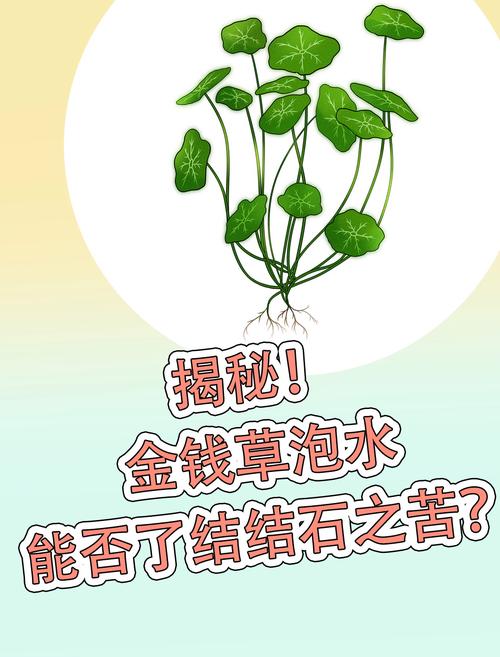 孕妇可以喝金钱草泡的水吗，金钱草泡水喝的好处？孕妇可不可以喝金钱草水？-第6张图片-优品飞百科
