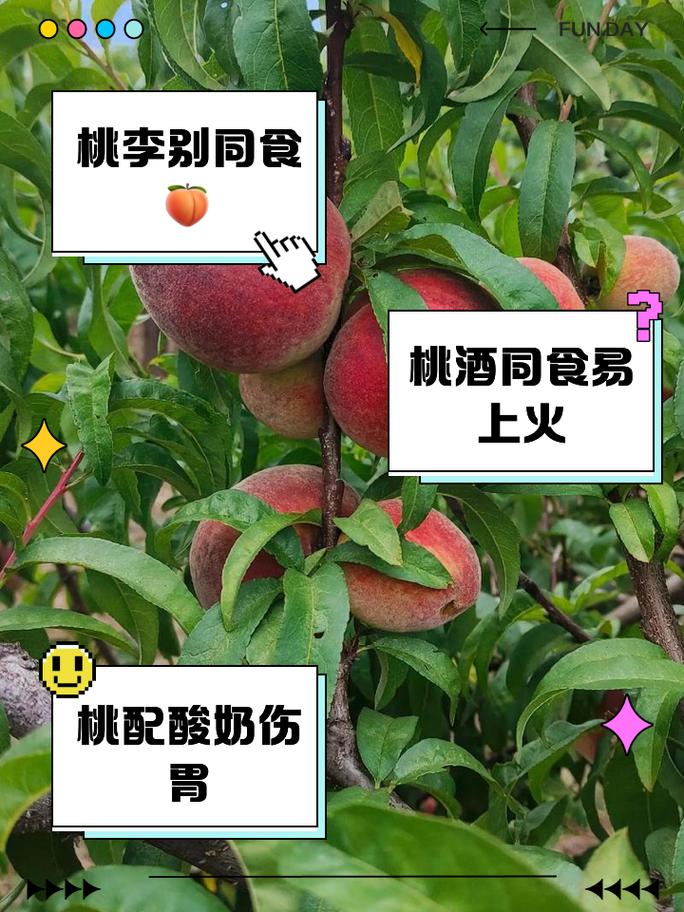 桃子和什么不能一起吃，桃子和什么不能一起吃会中毒？