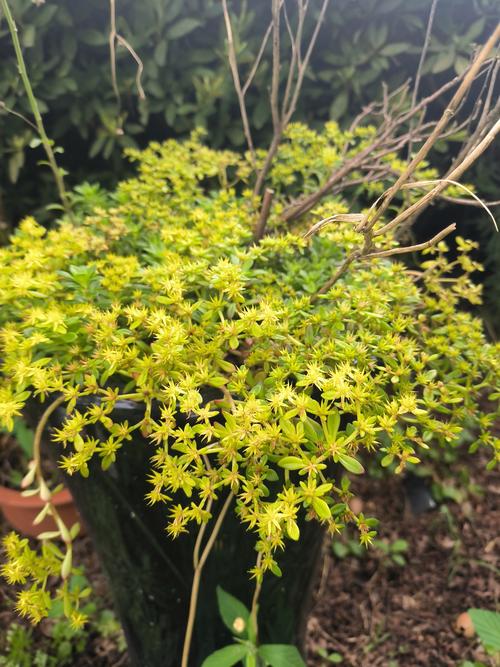 给花浇点洗头水，虫子一碰就丧命，花朵猛开刹不住！，洗头水能浇菜吗-第2张图片-优品飞百科