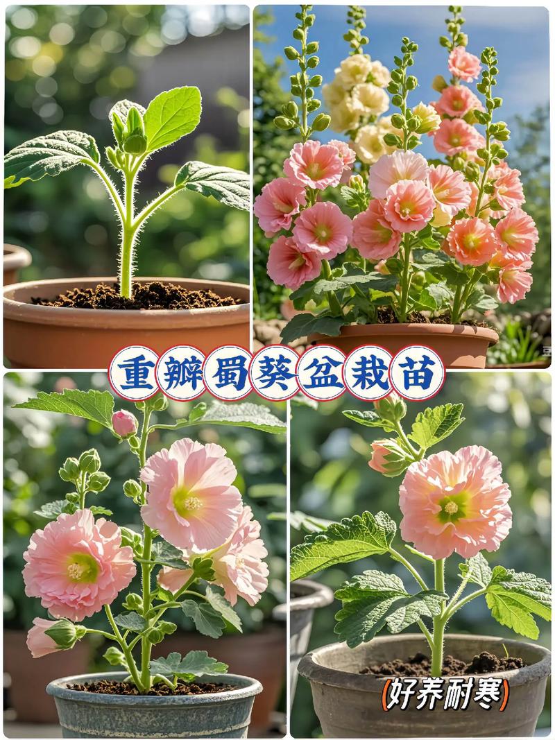 蜀葵的虫害及防治方法，蜀葵能食用吗？