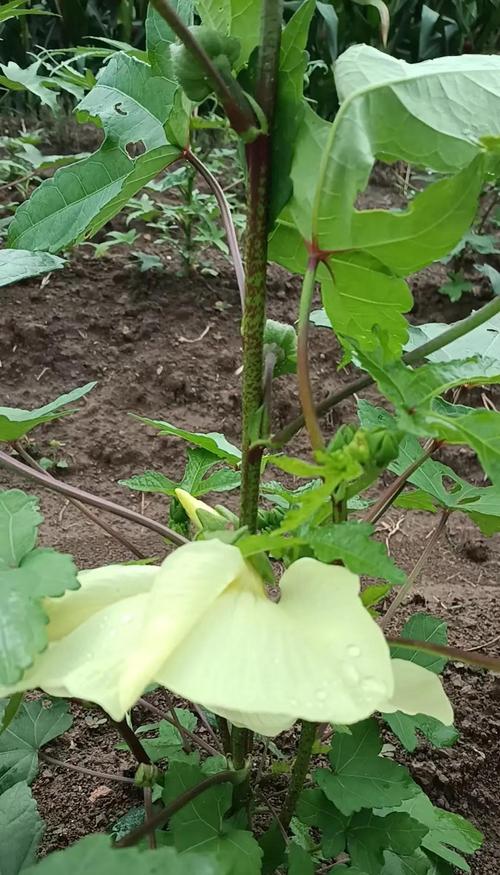 蜀葵的虫害及防治方法，蜀葵能食用吗？-第2张图片-优品飞百科