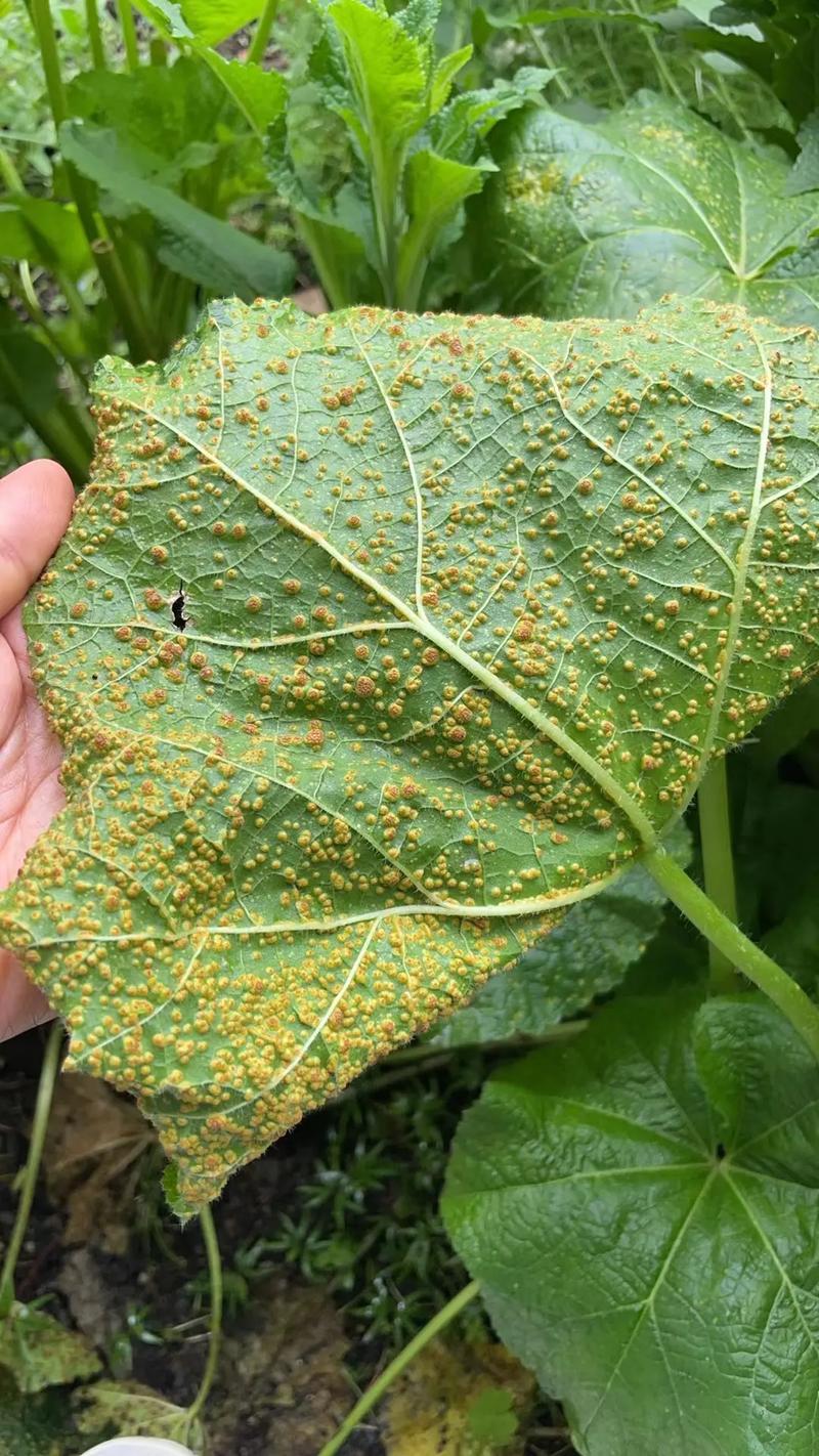 蜀葵的虫害及防治方法，蜀葵能食用吗？-第3张图片-优品飞百科