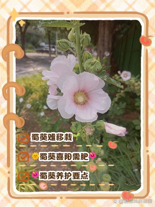 蜀葵的虫害及防治方法，蜀葵能食用吗？-第6张图片-优品飞百科