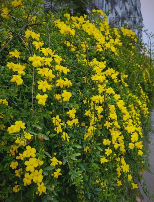 迎春花不开花是怎么回事？迎春花不开花是怎么回事视频？