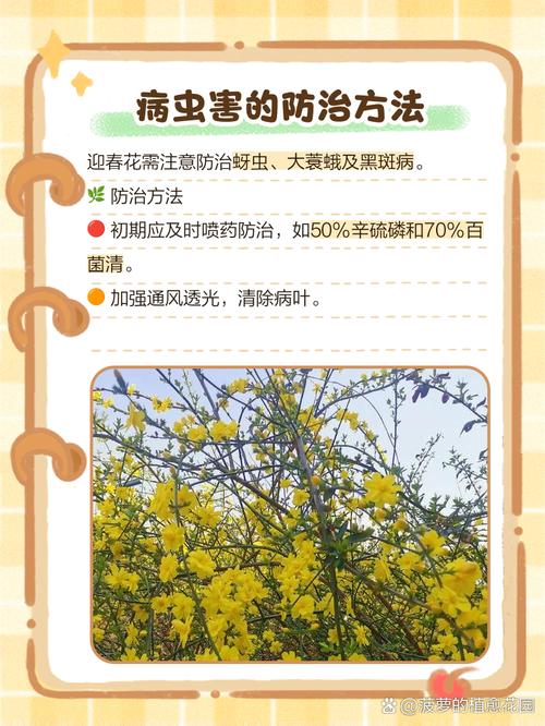 迎春花不开花是怎么回事？迎春花不开花是怎么回事视频？-第2张图片-优品飞百科