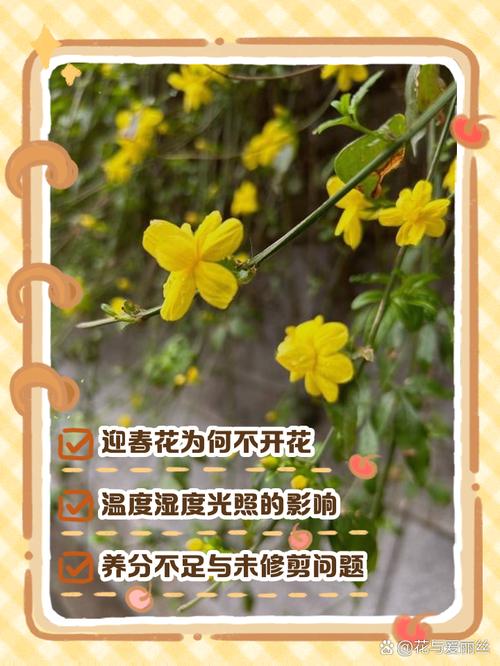 迎春花不开花是怎么回事？迎春花不开花是怎么回事视频？-第4张图片-优品飞百科