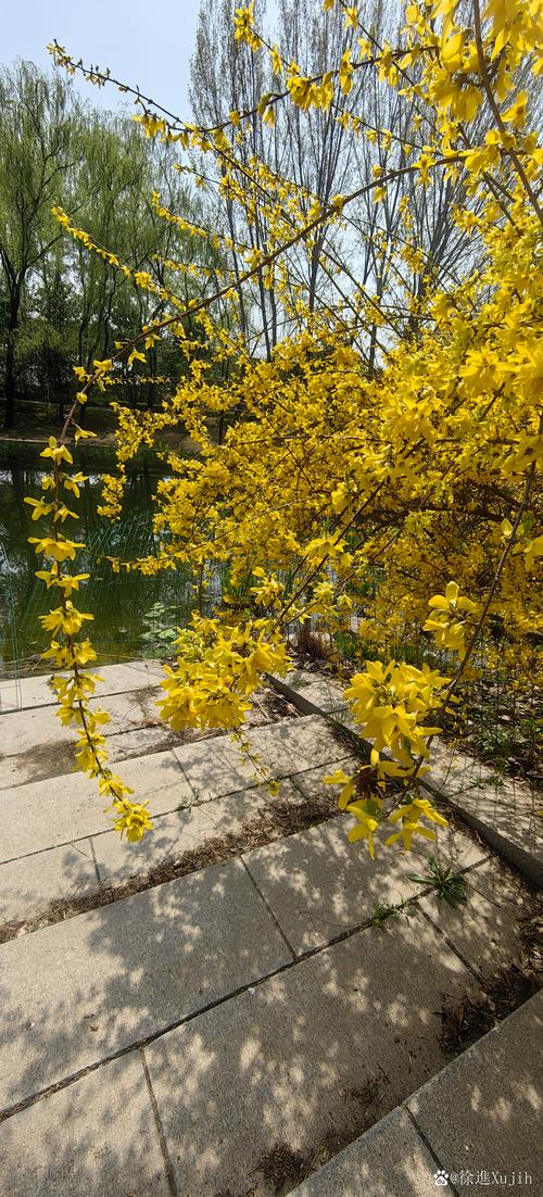 迎春花不开花是怎么回事？迎春花不开花是怎么回事视频？-第5张图片-优品飞百科