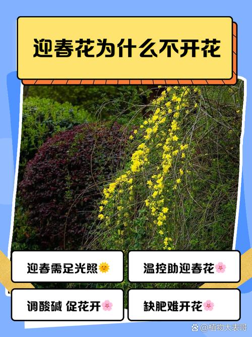 迎春花不开花是怎么回事？迎春花不开花是怎么回事视频？-第6张图片-优品飞百科