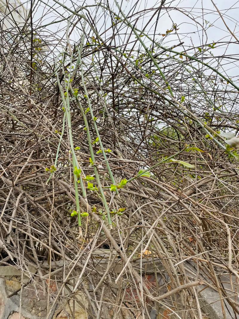迎春花不开花是怎么回事？迎春花不开花是怎么回事视频？-第7张图片-优品飞百科