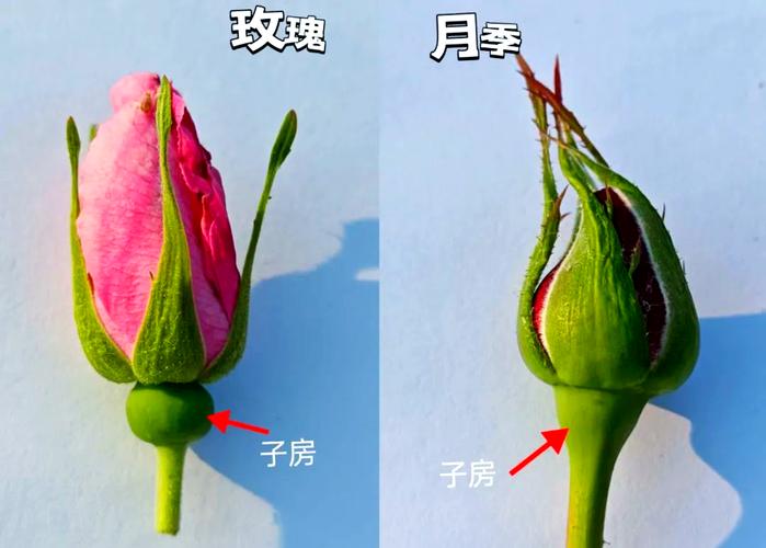 玫瑰花有哪些颜色，玫瑰花有哪些颜色外形描写？-第3张图片-优品飞百科