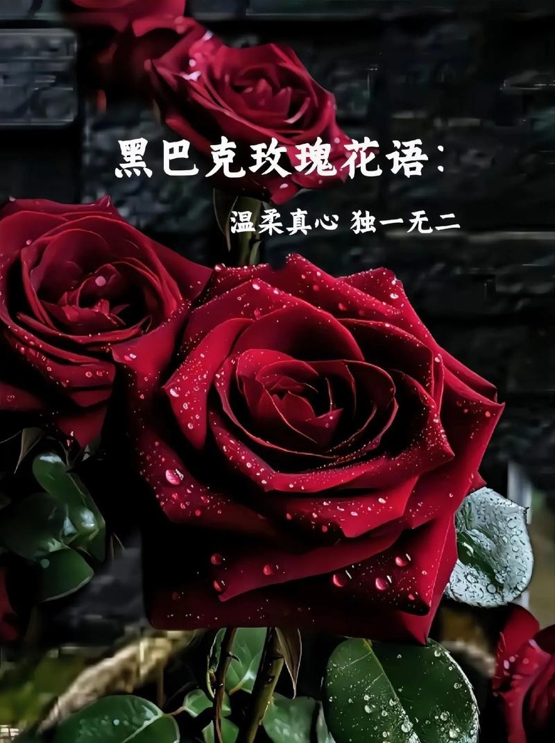 玫瑰花有哪些颜色，玫瑰花有哪些颜色外形描写？-第6张图片-优品飞百科