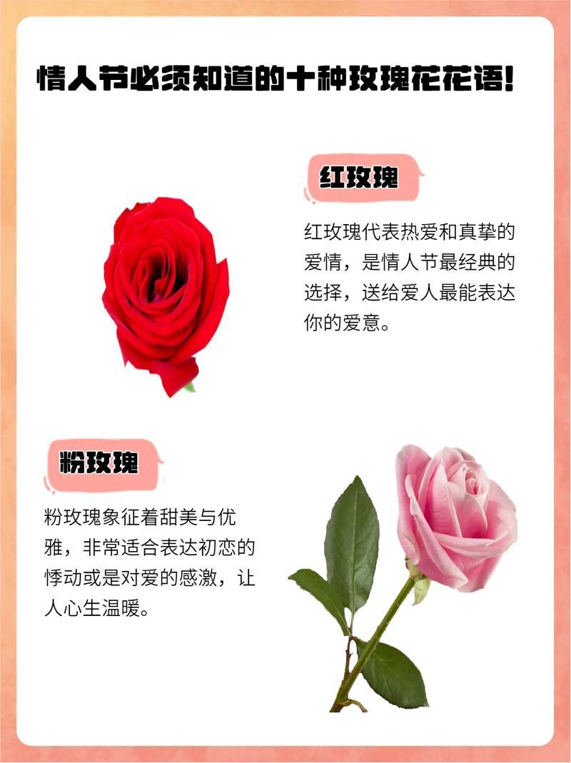 玫瑰花有哪些颜色，玫瑰花有哪些颜色外形描写？-第7张图片-优品飞百科