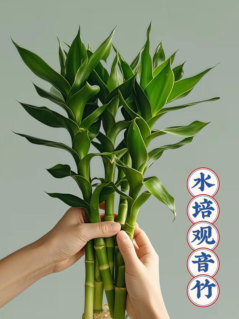 观音竹怎么水培，观音竹水培烂根怎么补救？-第3张图片-优品飞百科