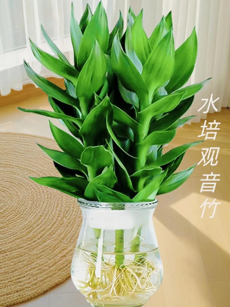 观音竹怎么水培，观音竹水培烂根怎么补救？-第5张图片-优品飞百科