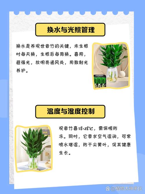 观音竹怎么水培，观音竹水培烂根怎么补救？-第7张图片-优品飞百科