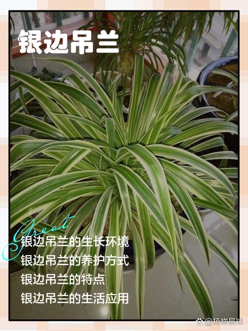 银边吊兰怎么养矮壮？银边吊兰会不会开花？-第2张图片-优品飞百科