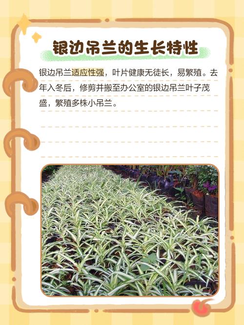银边吊兰怎么养矮壮？银边吊兰会不会开花？-第5张图片-优品飞百科