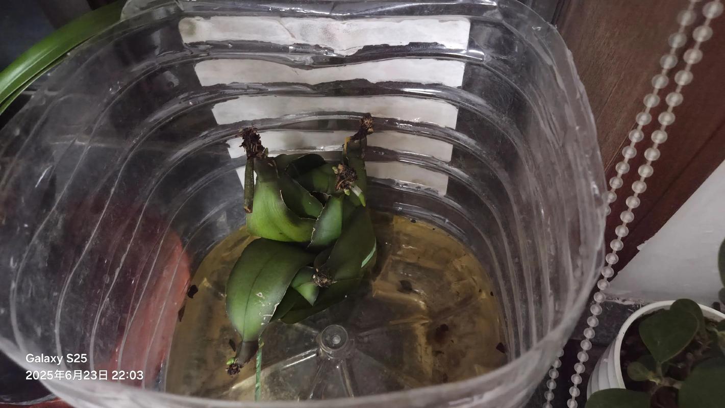 蝴蝶兰常见病以及防治，常见病和用药，蝴蝶兰病害图片及防治-第2张图片-优品飞百科