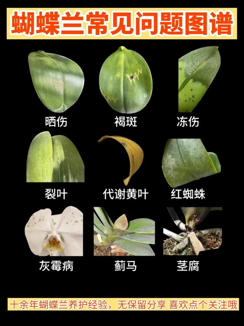 蝴蝶兰常见病以及防治，常见病和用药，蝴蝶兰病害图片及防治-第3张图片-优品飞百科