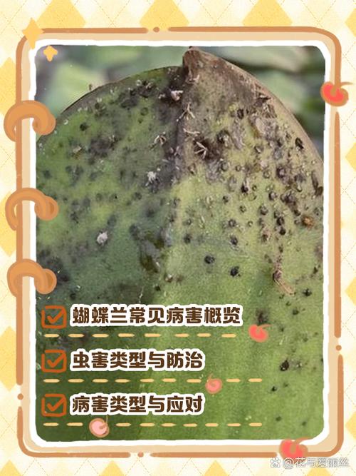 蝴蝶兰常见病以及防治，常见病和用药，蝴蝶兰病害图片及防治-第4张图片-优品飞百科