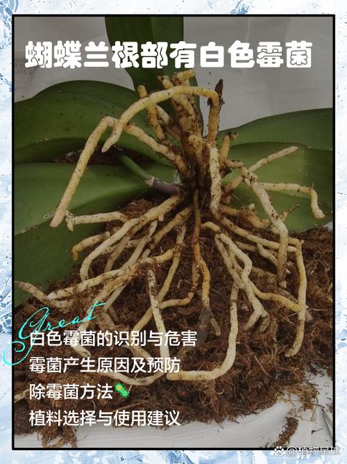 蝴蝶兰常见病以及防治，常见病和用药，蝴蝶兰病害图片及防治-第5张图片-优品飞百科