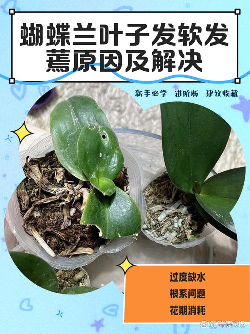 蝴蝶兰常见病以及防治，常见病和用药，蝴蝶兰病害图片及防治-第6张图片-优品飞百科