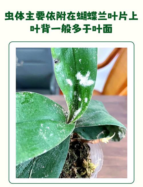 蝴蝶兰常见病以及防治，常见病和用药，蝴蝶兰病害图片及防治-第7张图片-优品飞百科