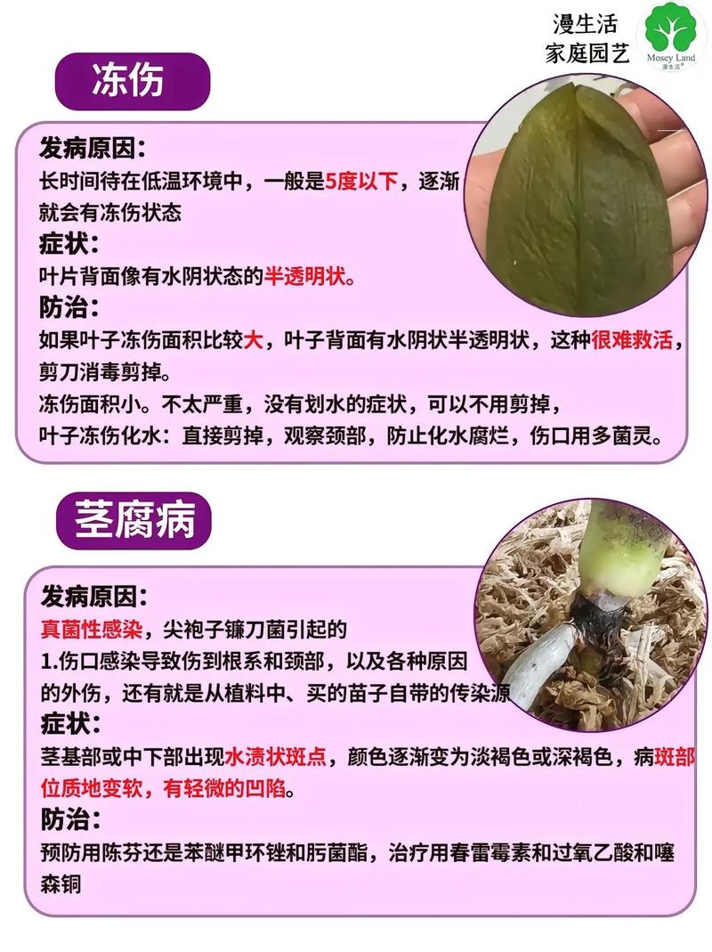 蝴蝶兰常见病以及防治，常见病和用药，蝴蝶兰病害图片及防治-第8张图片-优品飞百科