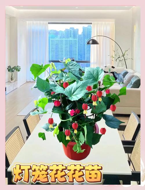 灯笼树常见病虫害及其防治方法？灯笼树怎么养殖方法？-第4张图片-优品飞百科