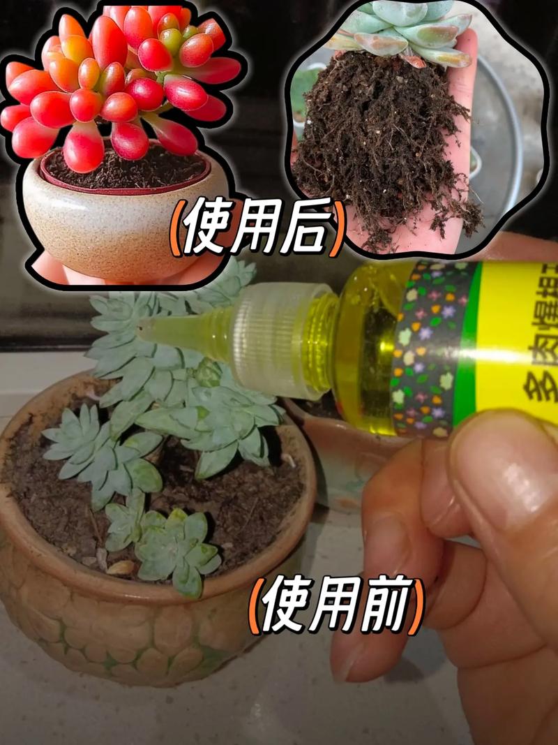 霜之朝烂根怎么办，霜之朝可以叶插吗-第6张图片-优品飞百科