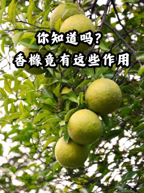 香橼的功效与作用，香橼的功效与作用吃法？-第3张图片-优品飞百科