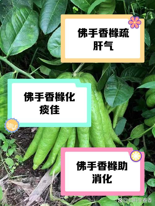 香橼的功效与作用，香橼的功效与作用吃法？-第5张图片-优品飞百科