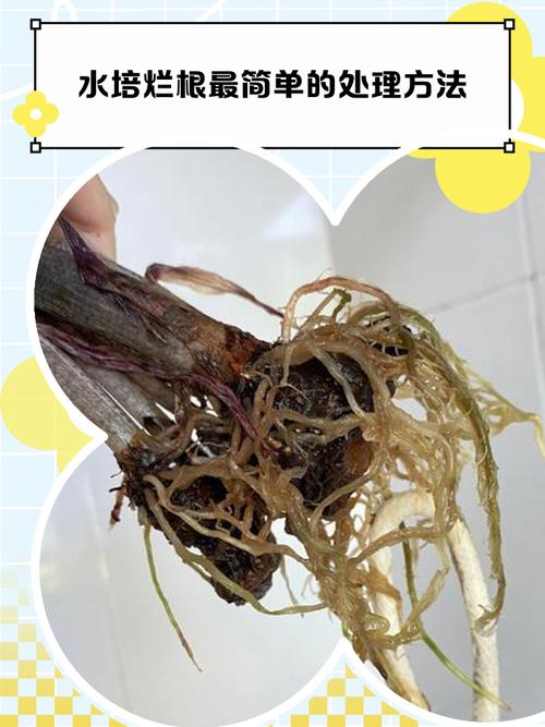 康乃馨烂根怎么办，康乃馨水养烂根怎么补救？