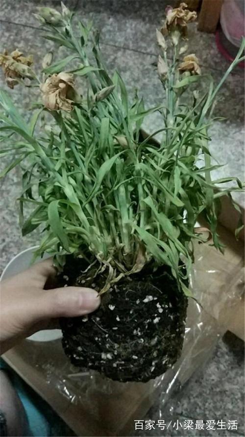 康乃馨烂根怎么办，康乃馨水养烂根怎么补救？-第5张图片-优品飞百科