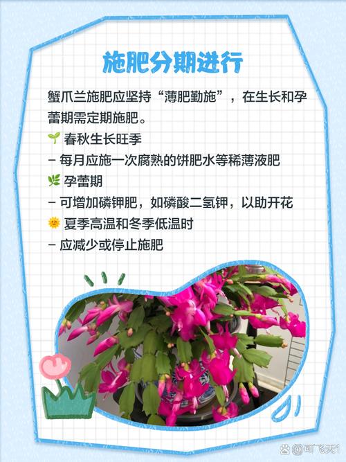 蟹爪兰夏天怎么养，蟹爪兰夏天怎么养护-第2张图片-优品飞百科