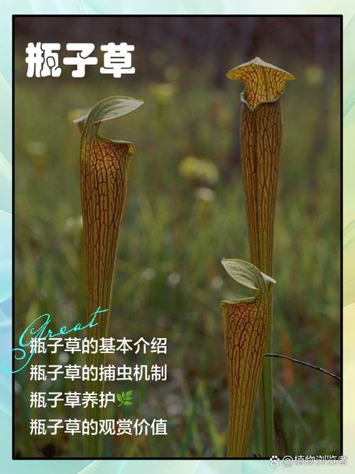 瓶子草的养殖方法和注意事项，瓶子草的养殖方法和注意事项视频-第2张图片-优品飞百科