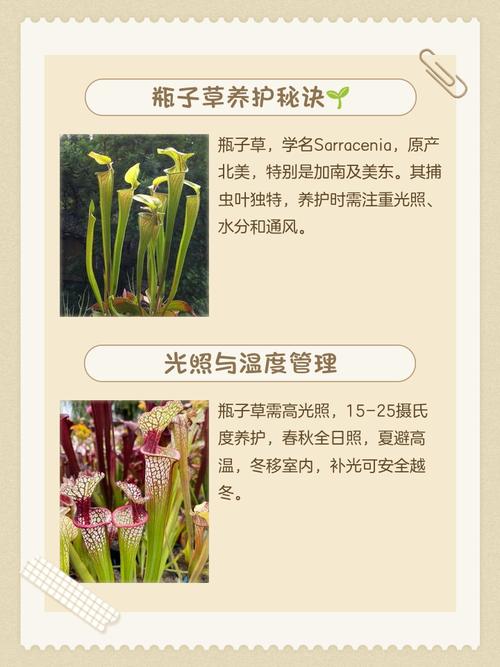 瓶子草的养殖方法和注意事项，瓶子草的养殖方法和注意事项视频-第4张图片-优品飞百科