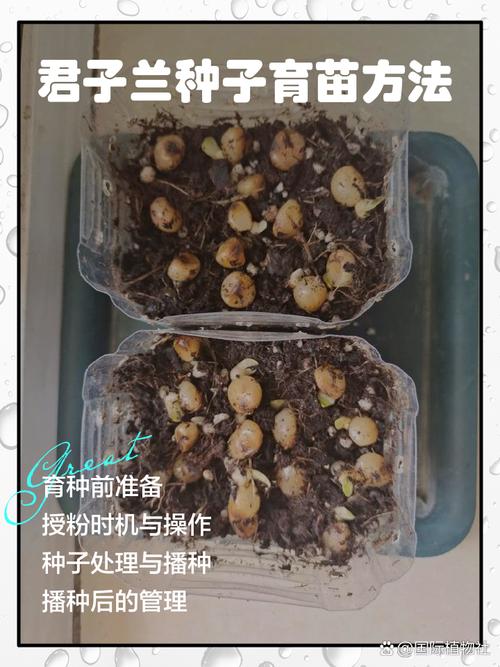 如何让君子兰繁殖小苗，如何让君子兰繁殖小苗生长？