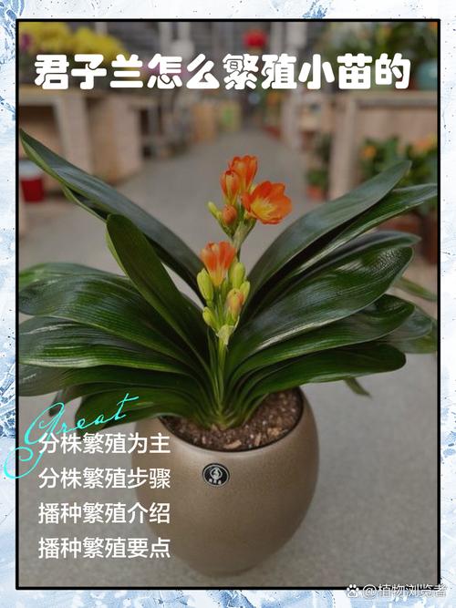 如何让君子兰繁殖小苗，如何让君子兰繁殖小苗生长？-第2张图片-优品飞百科