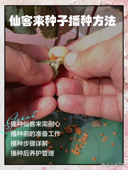 仙客来扦插方法？仙客来叶片扦插视频？