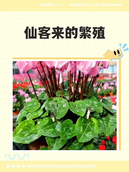 仙客来扦插方法？仙客来叶片扦插视频？-第2张图片-优品飞百科