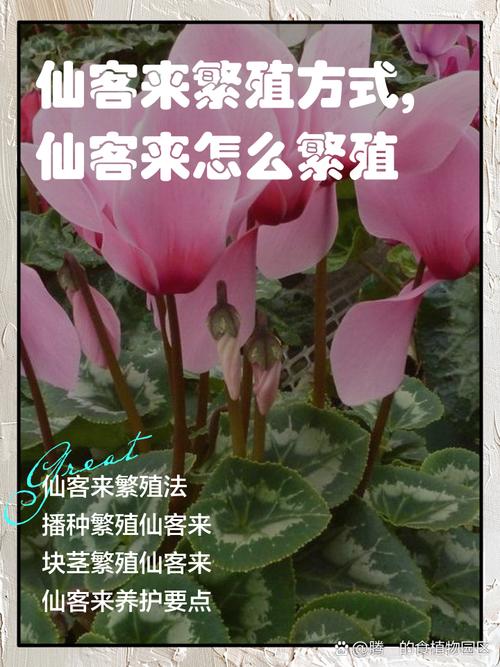 仙客来扦插方法？仙客来叶片扦插视频？-第4张图片-优品飞百科